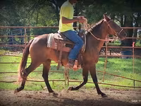 Бие, Standardbred — 3-сурет