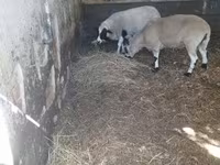 Kos, Dorper sheep — 2. fotó