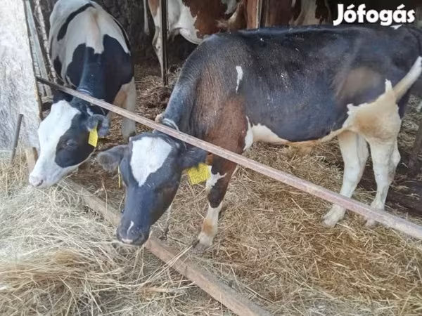 Bika, Simmental cattle
