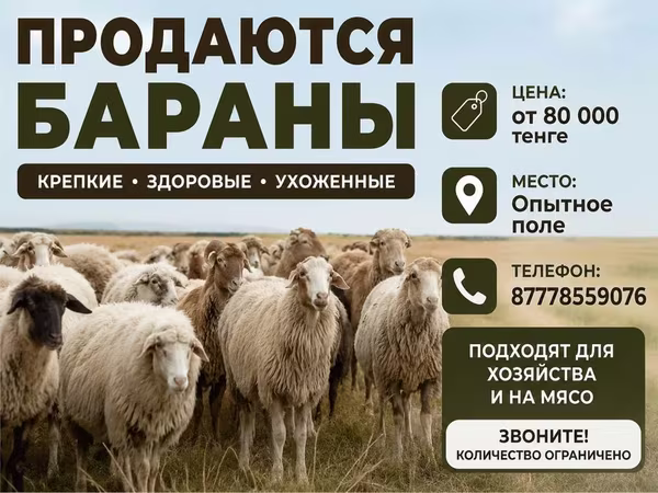 Баран, Бараны