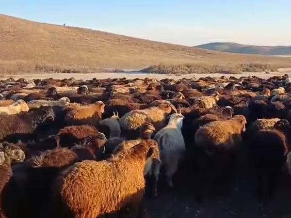 Kos, Juhok