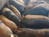 公猪, Pigs — 照片 1
