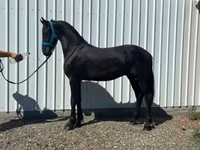 Айғыр, Dutch warmblood horse — 1-сурет