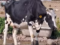 Tehén, Holstein fajta — 3. fotó
