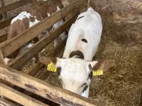 Vaca, Raza gris húngara — foto 4