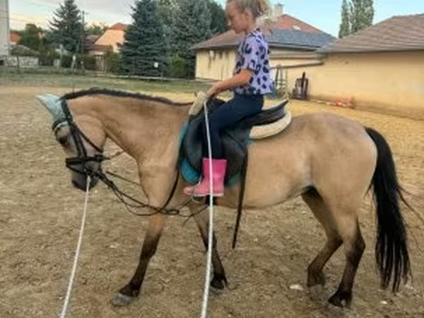 Yegua, Caballos