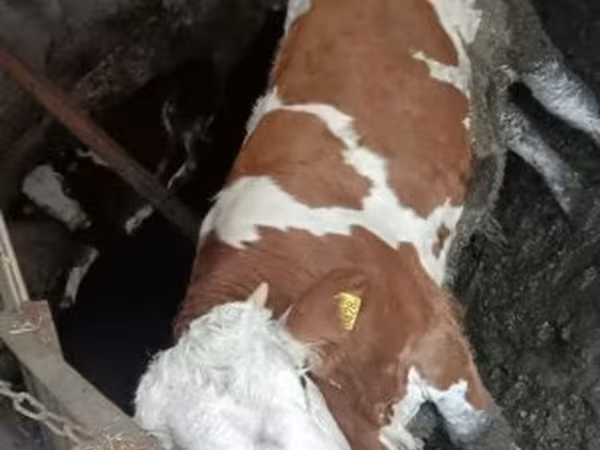 Toro, Simmental cattle