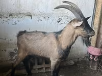 Bak, Oberhasli goats — 2. fotó