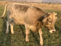 Krava, Swiss cattle — foto 6