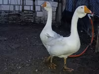 Geese — 5. fotó