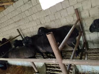 Carneiro, Ovelhas — foto 2