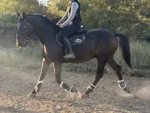 حصان, Nonius horse