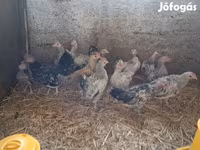 Bantam japonesa — foto 1