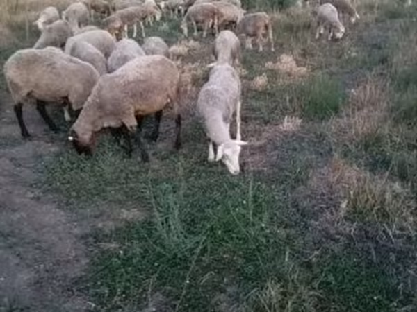 भेड़, Ile-de-France sheep — हंगरी