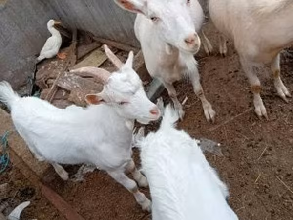 Козёл, Козлы