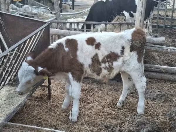 Buğa, Simmental cattle