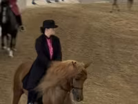 Hing, Rocky Mountain Horse — 4. fotó