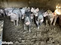 公猪, Pigs — 照片 2