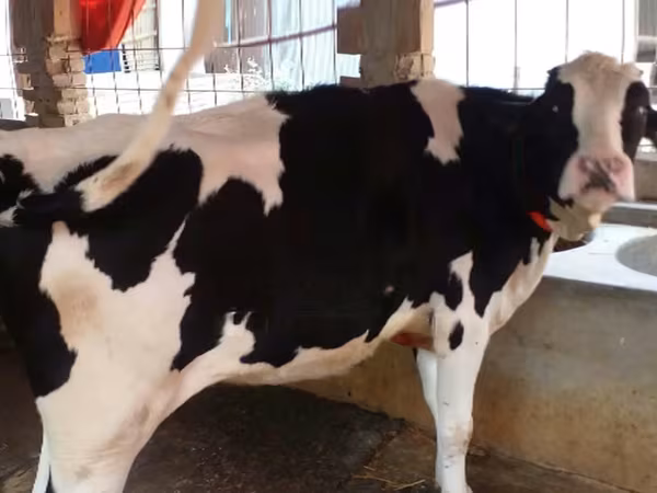 Tehén, Holstein fajta