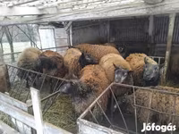 Sheep, Texel sheep — photo 1