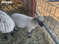 Kos, Shroshire sheep — 2. fotó