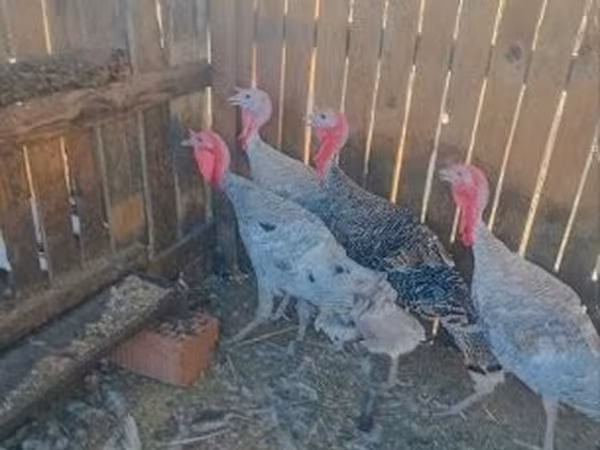 Geese