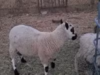 Carnero, Cerry Hill sheep — foto 4