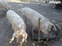 सूअर (लॉट, लिंग निर्दिष्ट नहीं), सूअर — फ़ोटो 3