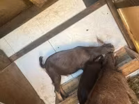 公山羊, Goats — 照片 1