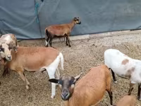 Ovce, Cameroon sheep — foto 3