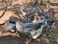 Geese — foto 5