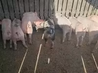 Sow, Pigs — photo 3