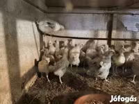 Turkeys — الصورة 3