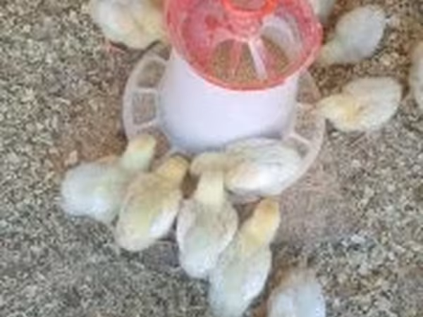 Chickens — Magyarország