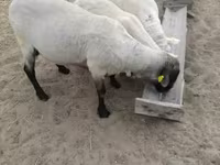 Widder, Tsigai sheep — Foto 1