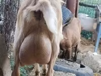 母山羊, Saanen goat — 照片 6