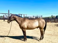 Hing, Quarter Horse — 7. fotó