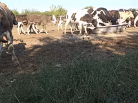 Бұқа, Russian Black pied cattle — 2-сурет