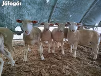 Schaf, Ile-de-France sheep — Foto 1