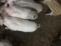 公猪, Мангалица — 照片 2