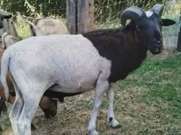 كبش, Cameroon sheep — هنغاريا