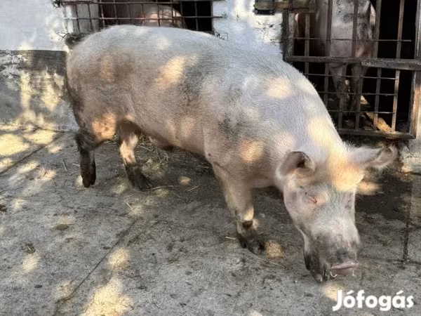 Eber, Schweine