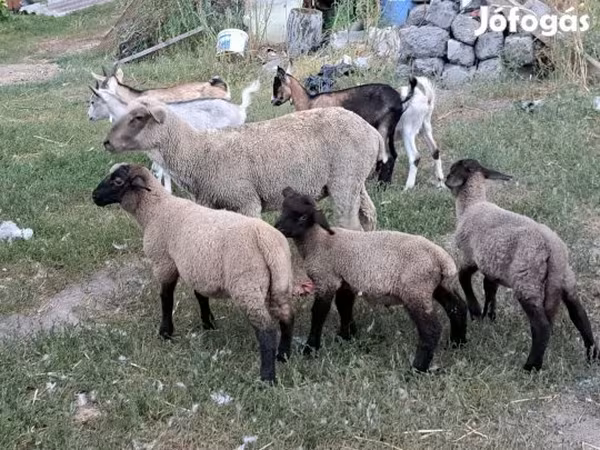 كبش, الأغنام — هنغاريا