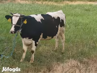 Kuh, Holstein-Rasse — Foto 2