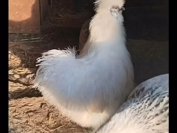 丝羽鸡