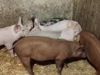 母猪, Pigs — 照片 4