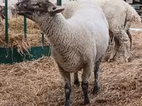 Ram, White Suffolk sheep — photo 2