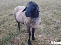 मेढ़ा, Racka sheep — फ़ोटो 2