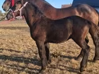 حصان, Percheron — الصورة 5
