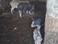 母猪, Pigs — 照片 2